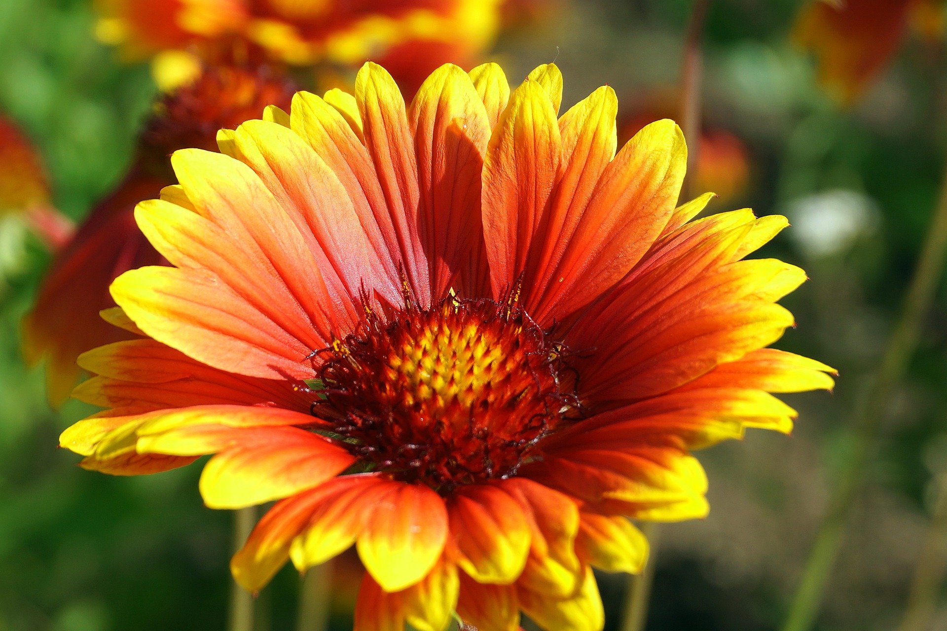 Blanket flowers will blanket your dry spots with color.